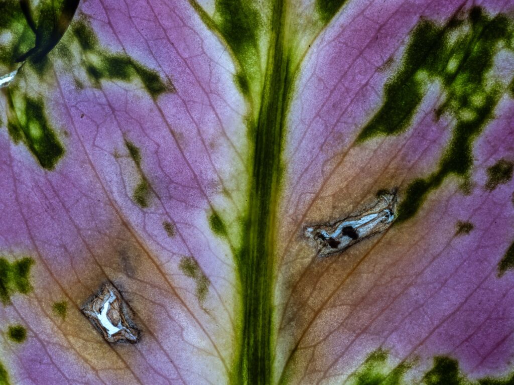 Aglaonema