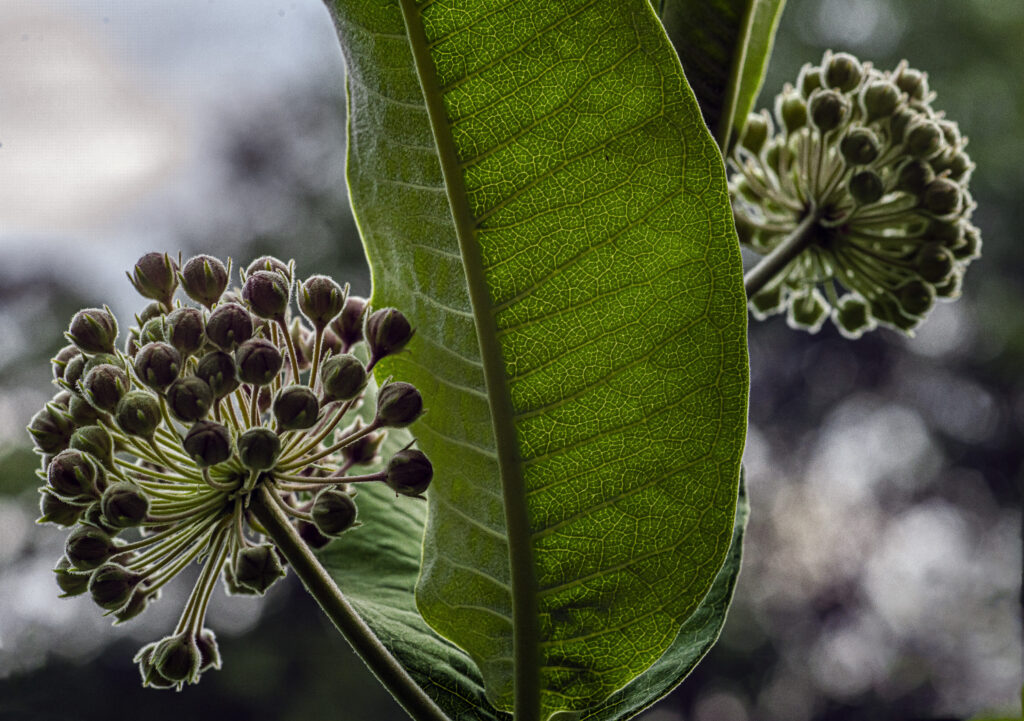 Milk Weed