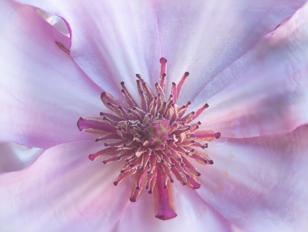 Tulip Magnolia