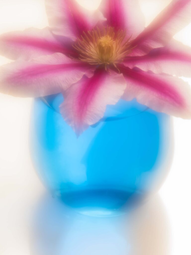 clematis in blue