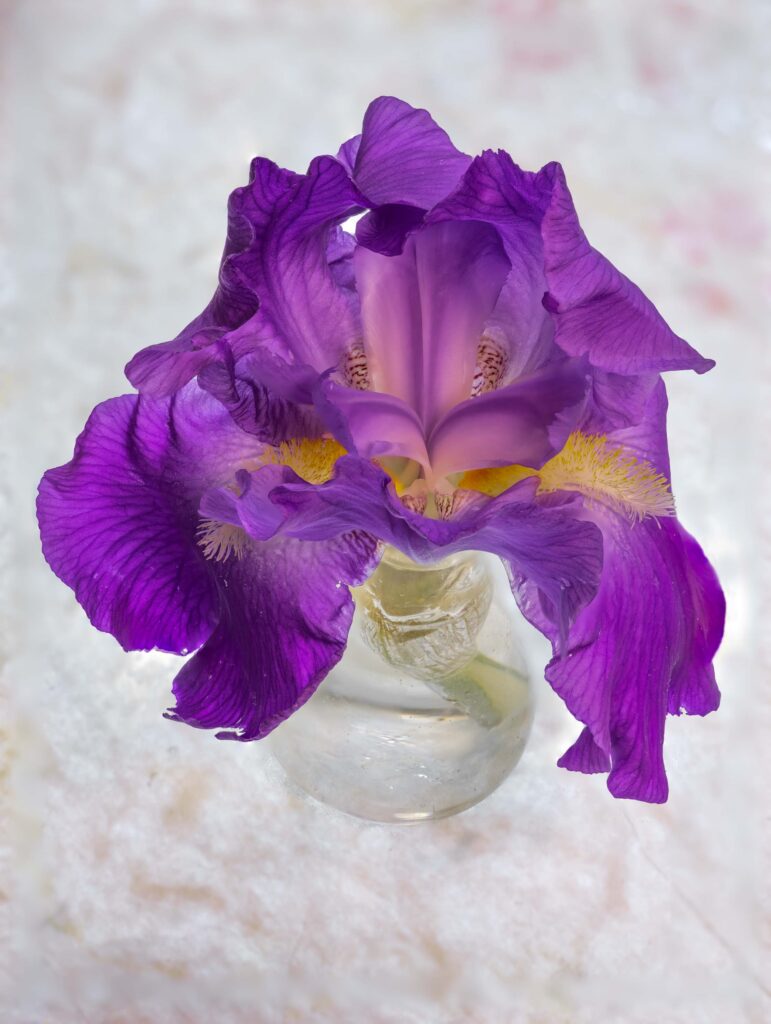 Purple Iris
