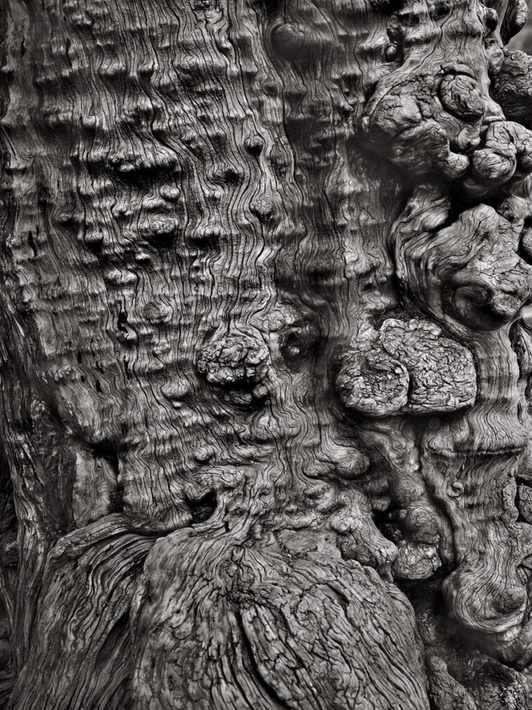 Beijing Ancient Cedar