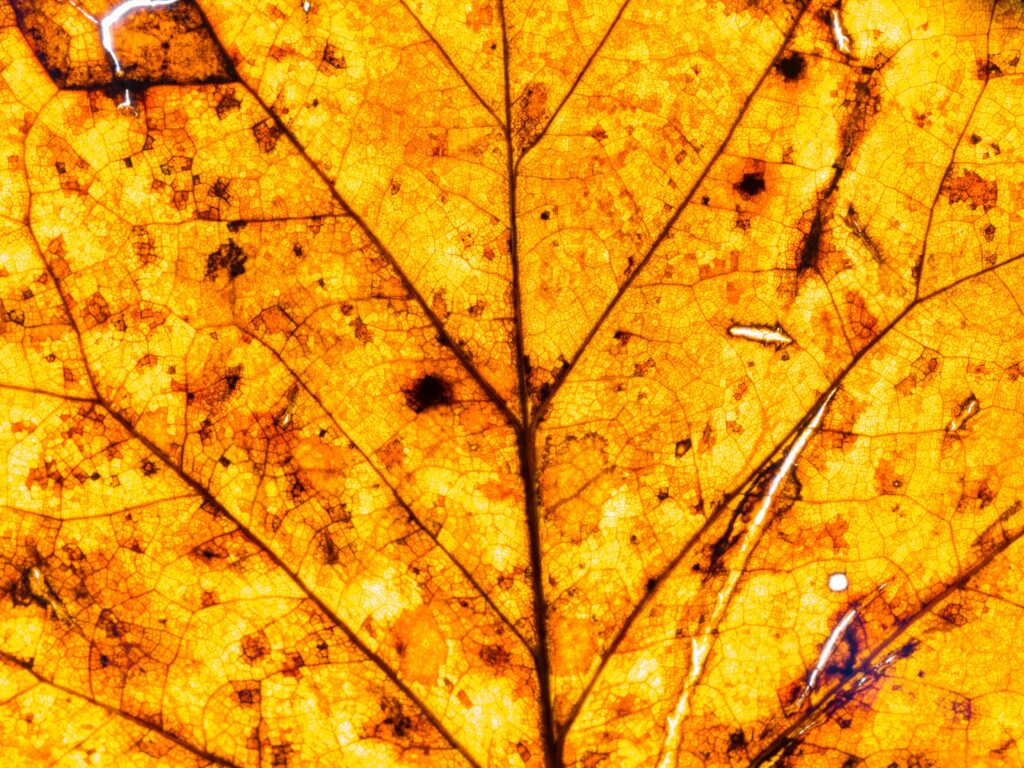 Maple Leaf