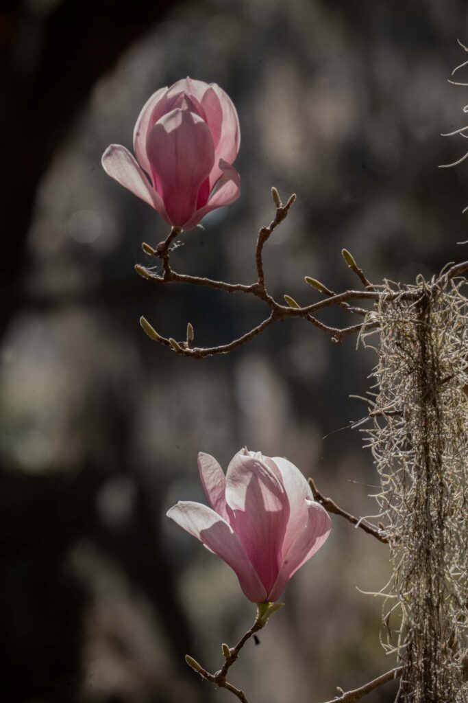 Tulip Magnolias