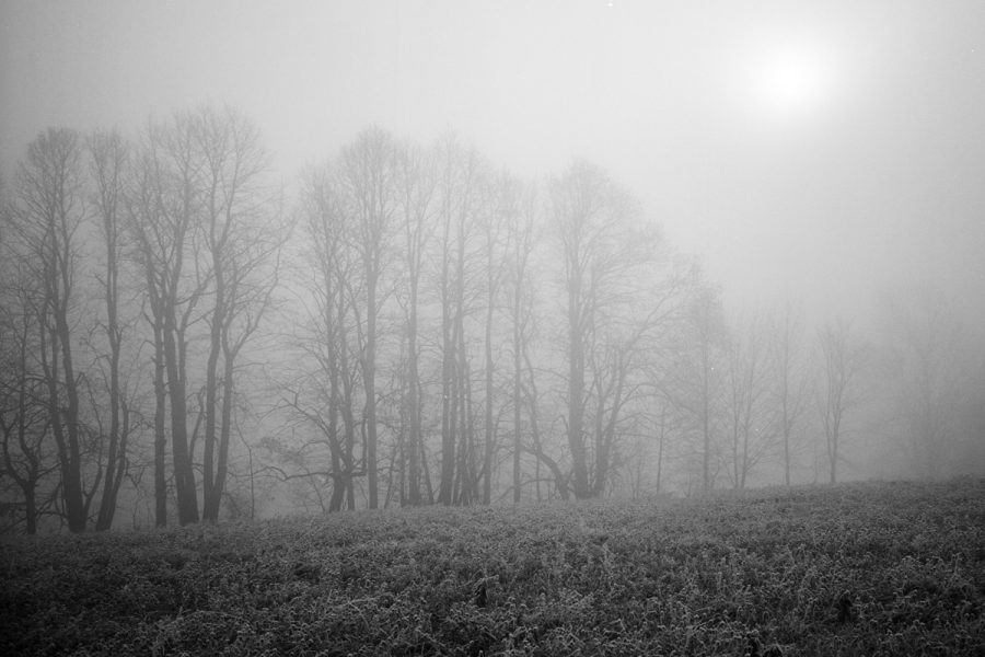 White Pines Morning Fog